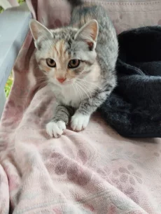 Котята ищут дом