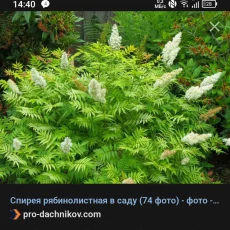 Кустарники