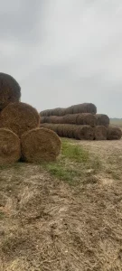 Зерно, Пшеница, Ячмень, Овес, Кукуруза - дешево!