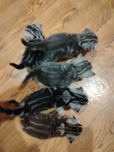 Шотландских котят