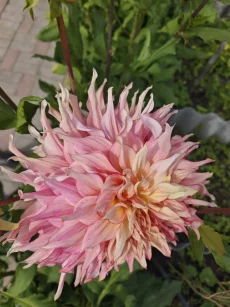 Георгину Пенхилл Уотермелон