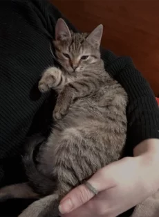 Котёнок. Девочка