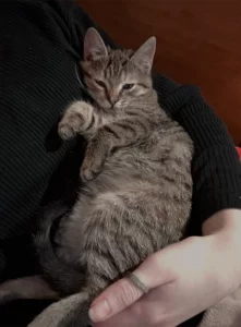 Котёнок. Девочка