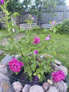 Английскую розу Кейт
