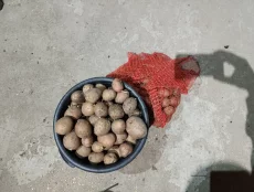 Картофель семянка