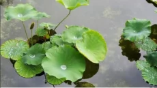 Лотос семена