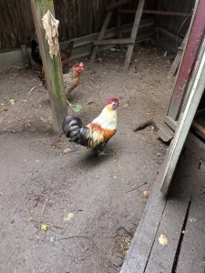 Петухи молодые