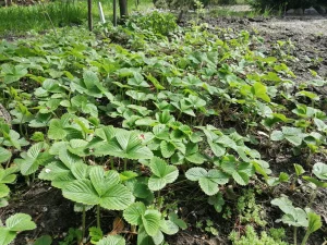 Клубника (кустики)