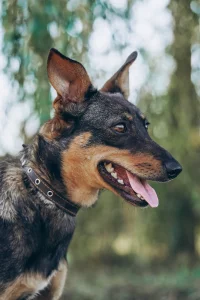 Нежная Пиппи