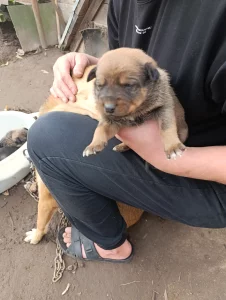 Отдам щенков в добрые руки