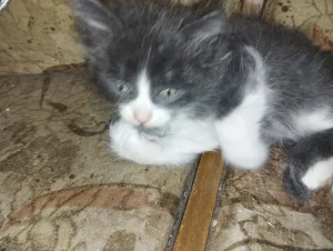 Отдам котят в хорошие руки