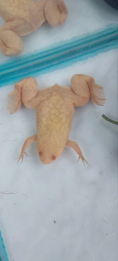 Шпорцевая лягушка