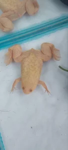 Шпорцевая лягушка