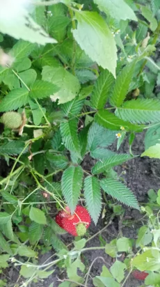 Саженцы ежемалины