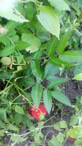 Саженцы ежемалины