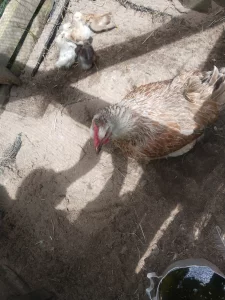 Цыплята