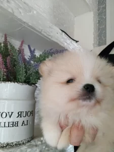 Щенки шпица