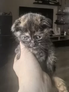 Котята шотландцы