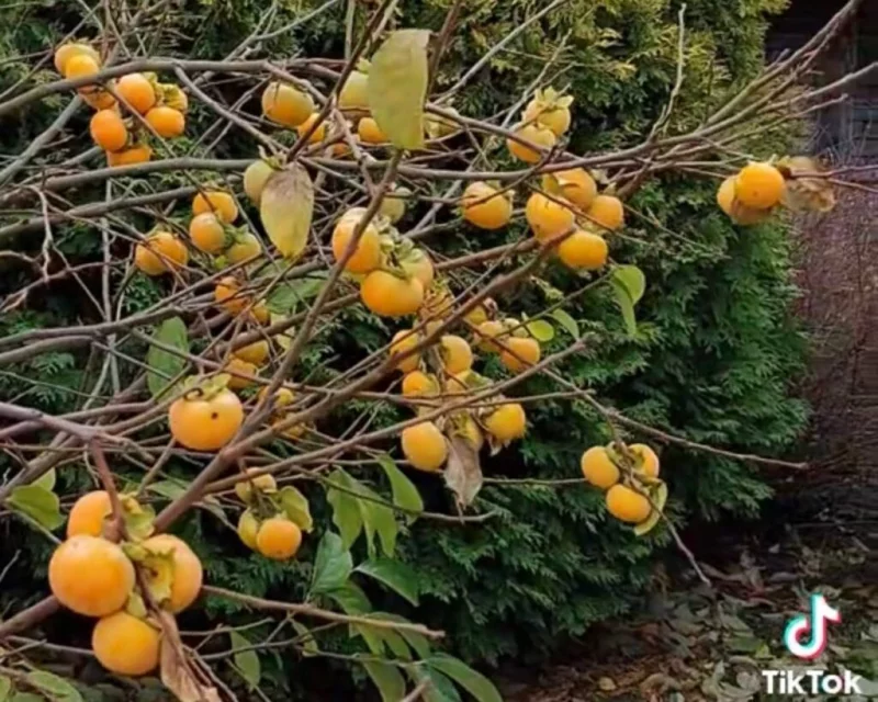 Урожай хурмы в Бобруйске предсказал теплую зиму и покорил интернет