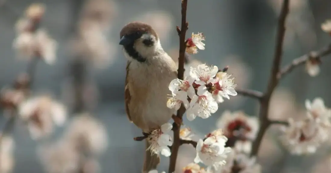 Погода на 20 апреля в Могилевской области
