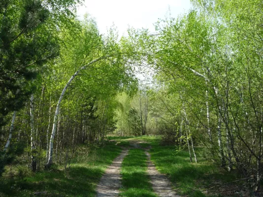 В Бобруйском районе с 3 апреля запрещено посещать лес