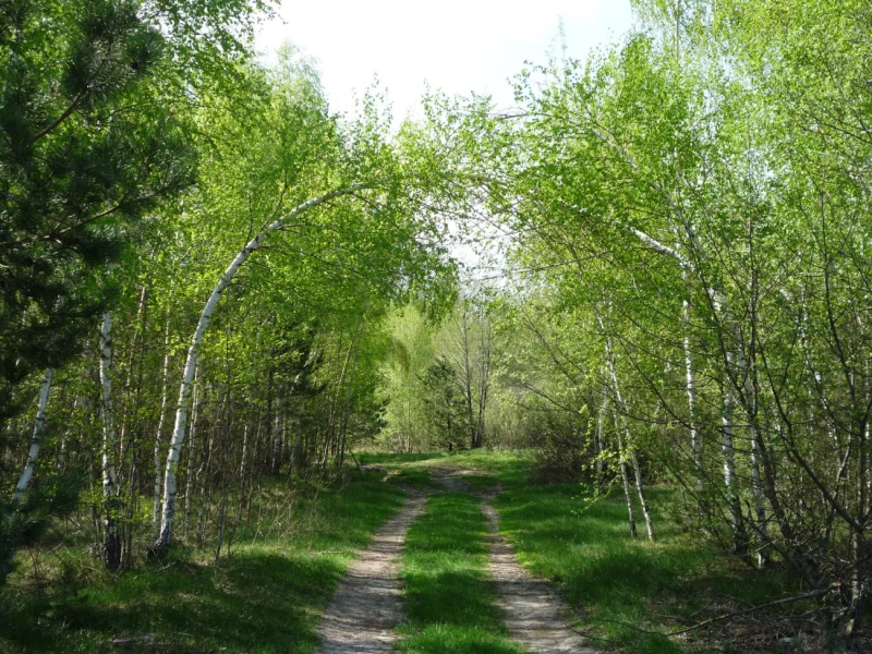 В Бобруйском районе с 3 апреля запрещено посещать лес