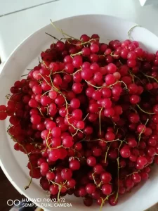 Огурцы, вишня