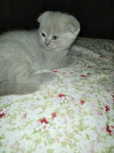 Котята породы шотландской вислоухой