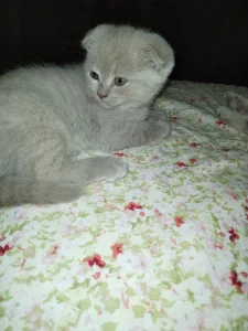 Котята породы шотландской вислоухой