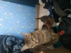 Котики