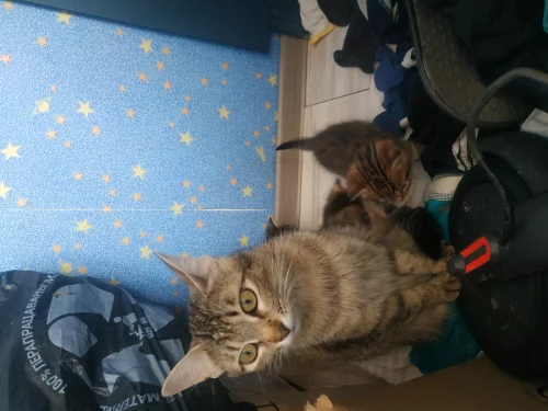 Котики