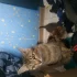 Котики