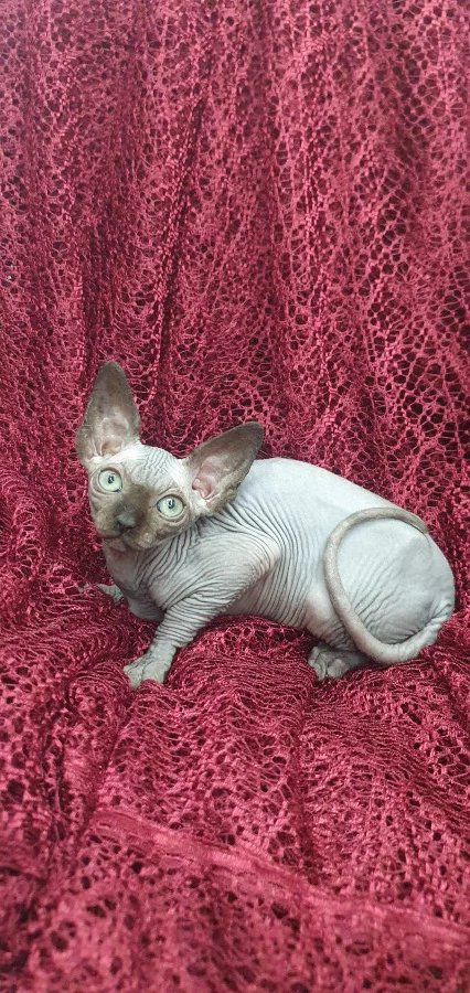 Котенок канадский сфинкс
