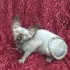 Котенок канадский сфинкс