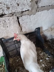 Куры несушки