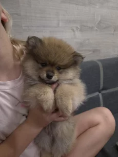 Щенки померанского шпица