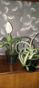 Хлорофитум курчавый, спатифиллум