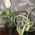 Хлорофитум курчавый, спатифиллум