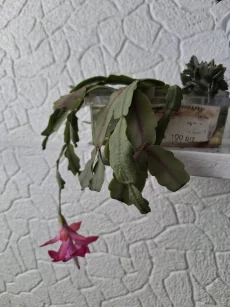 Растения комнатные и паростки