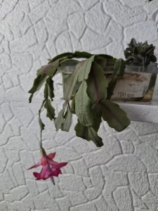 Растения комнатные и паростки