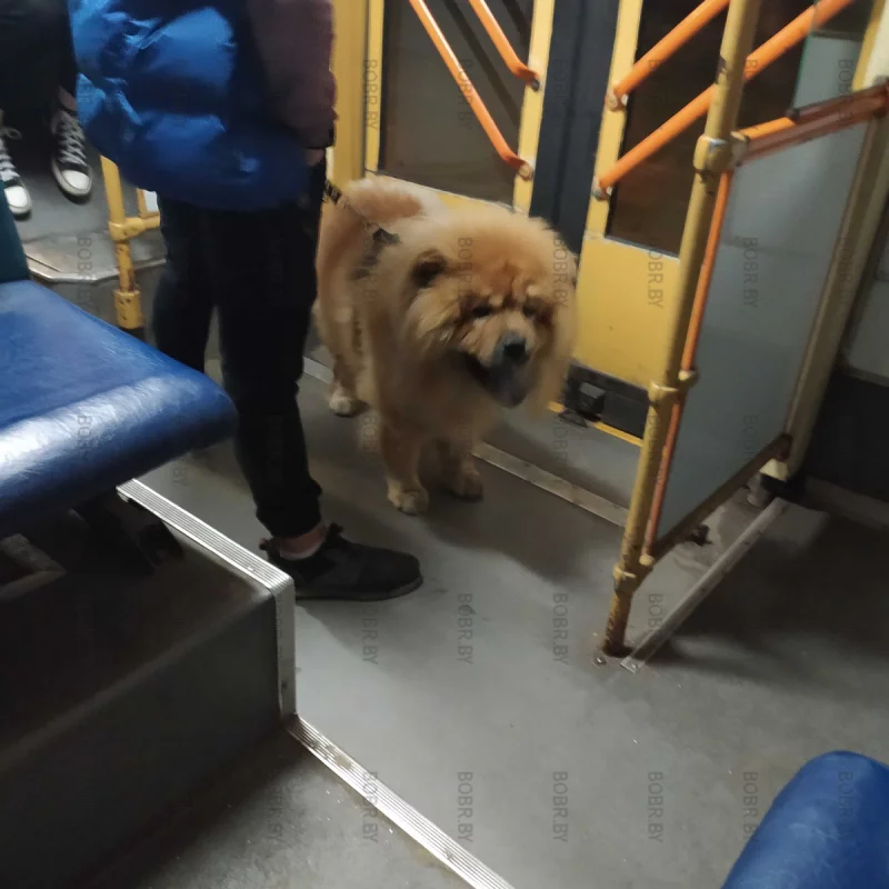 Пушистый пассажир троллейбуса