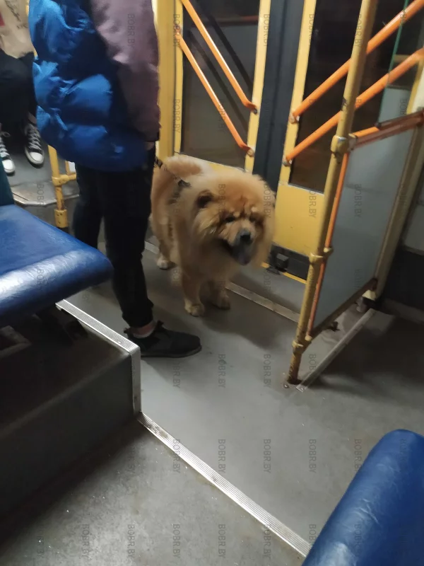 Пушистый пассажир троллейбуса