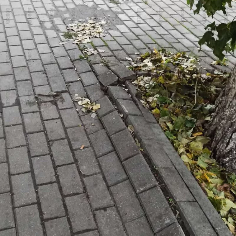 Тротуар около большого дерева починить бы ..
