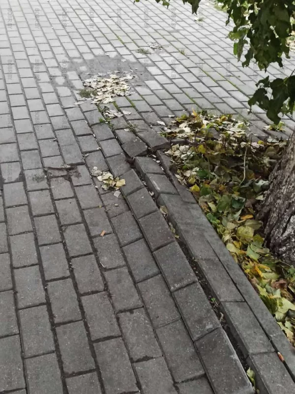 Тротуар около большого дерева починить бы ..