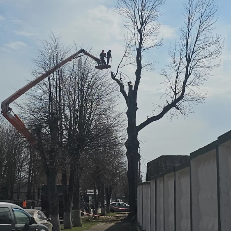 Обрезка огромного дерева напротив санатория Ленина