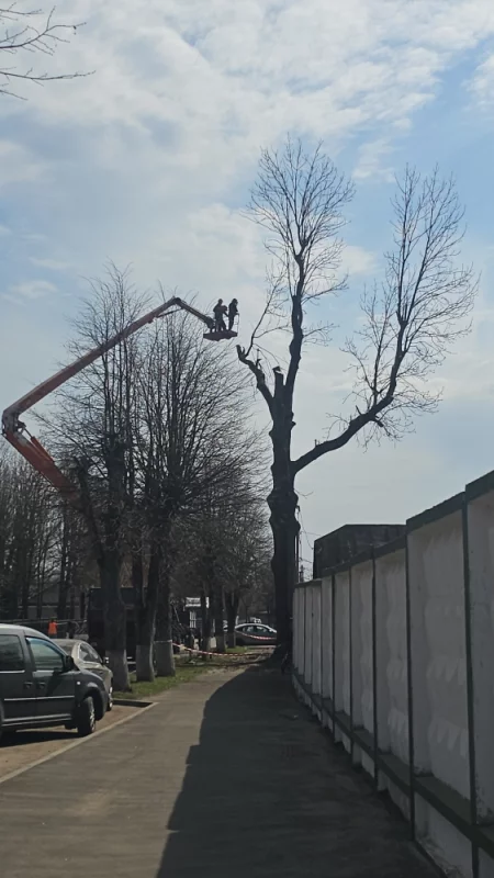 Обрезка огромного дерева напротив санатория Ленина