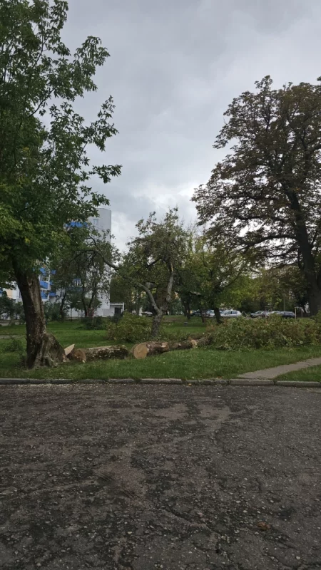 Удаление ветхих деревьев во дворе