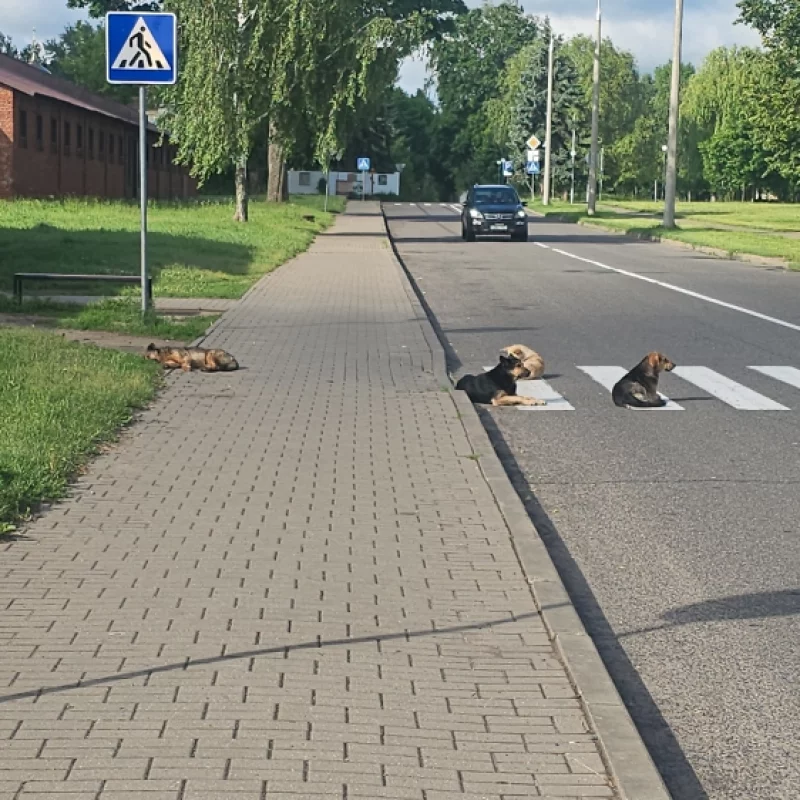 Постоянные тусовщики возле Спутника