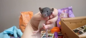 Крысята 9 штук девочки и мальчики. 5р