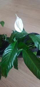 Комнатное растение-Спатифиллум